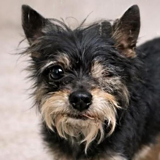 DOC, ADOPTABLE, Adult Male Affenpinscher.