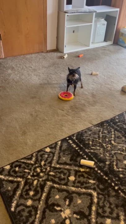 Enlarge DOC, a ADOPTABLE Affenpinscher in Abbotsford, BC video 3/4
