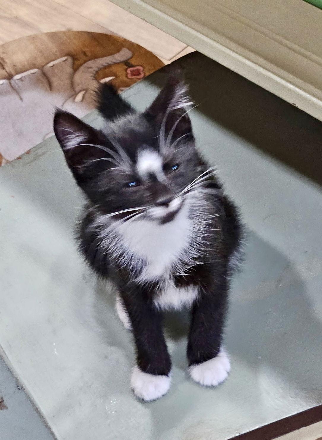 Enlarge Audrey, a Adopted Domestic Short Hair in Blackwood, NJ image 1/3