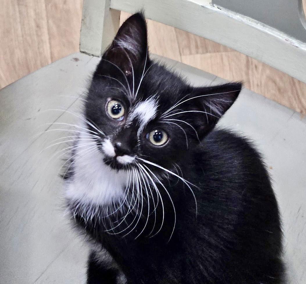 Enlarge Audrey, a Adopted Domestic Short Hair in Blackwood, NJ image 2/3