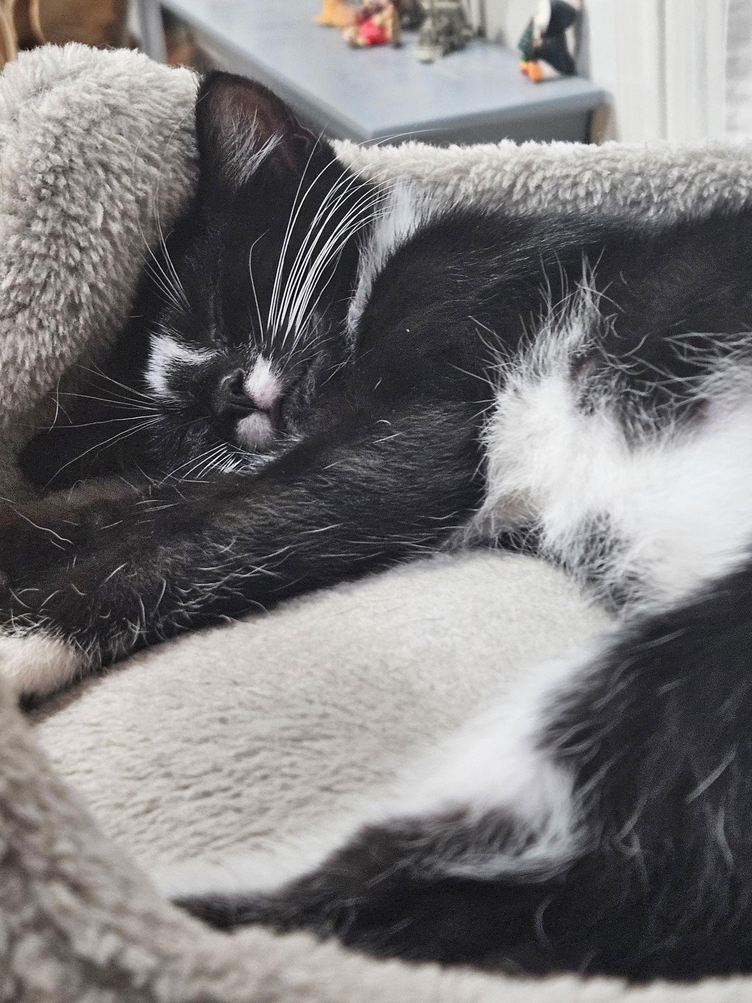 Enlarge Audrey, a Adopted Domestic Short Hair in Blackwood, NJ image 3/3