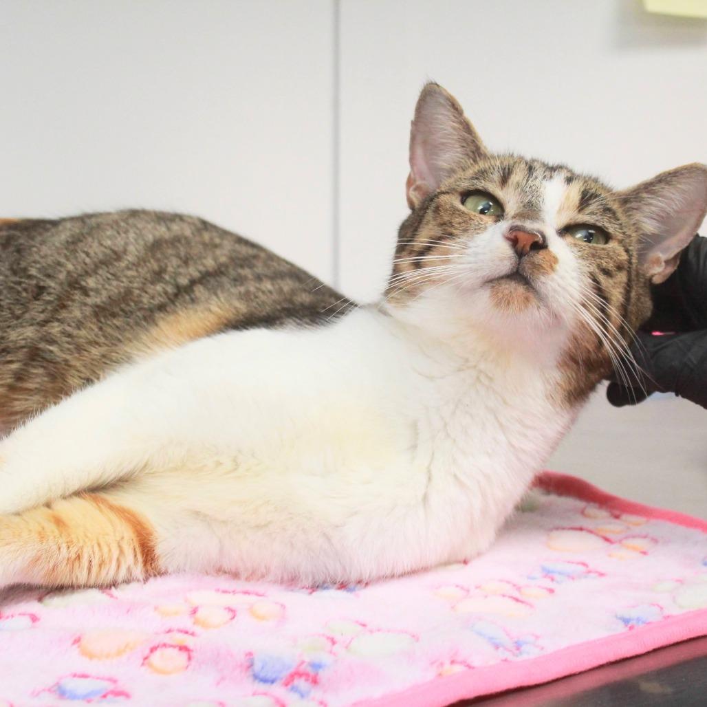 Amina, Adoptable, Adult Female Domestic Short Hair.