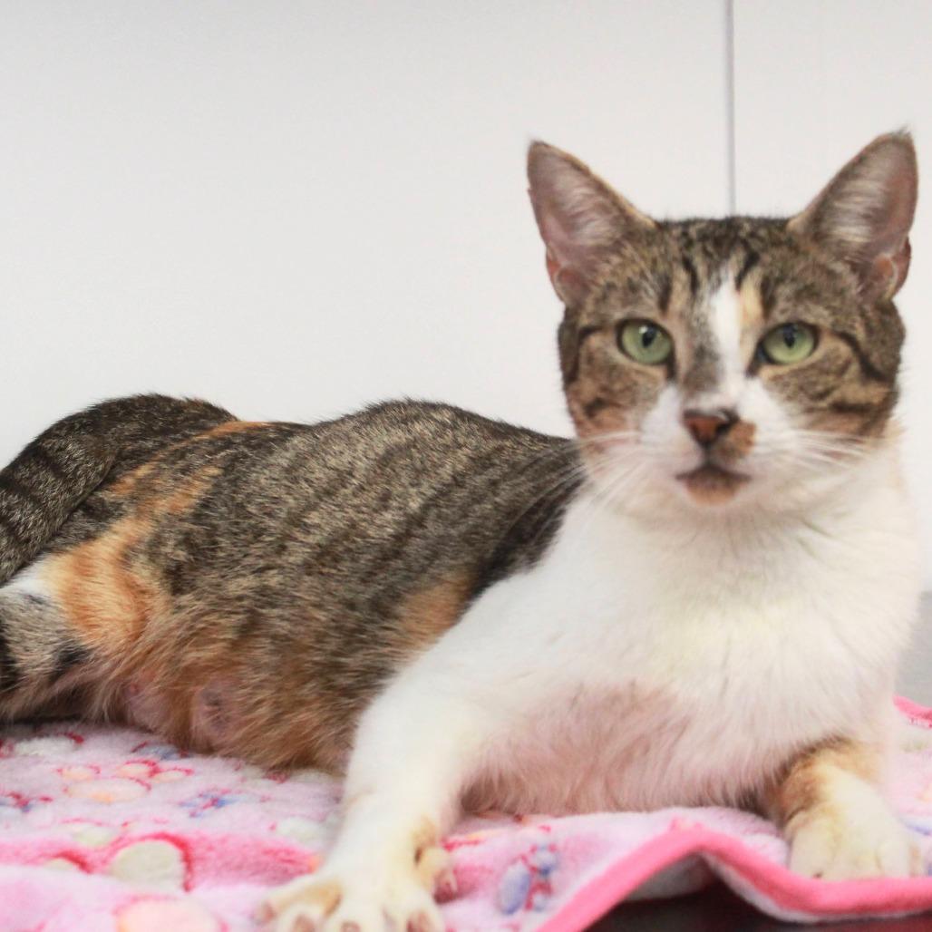 Enlarge Amina, a Adoptable mixed breed in Hattiesburg, MS image 2/2