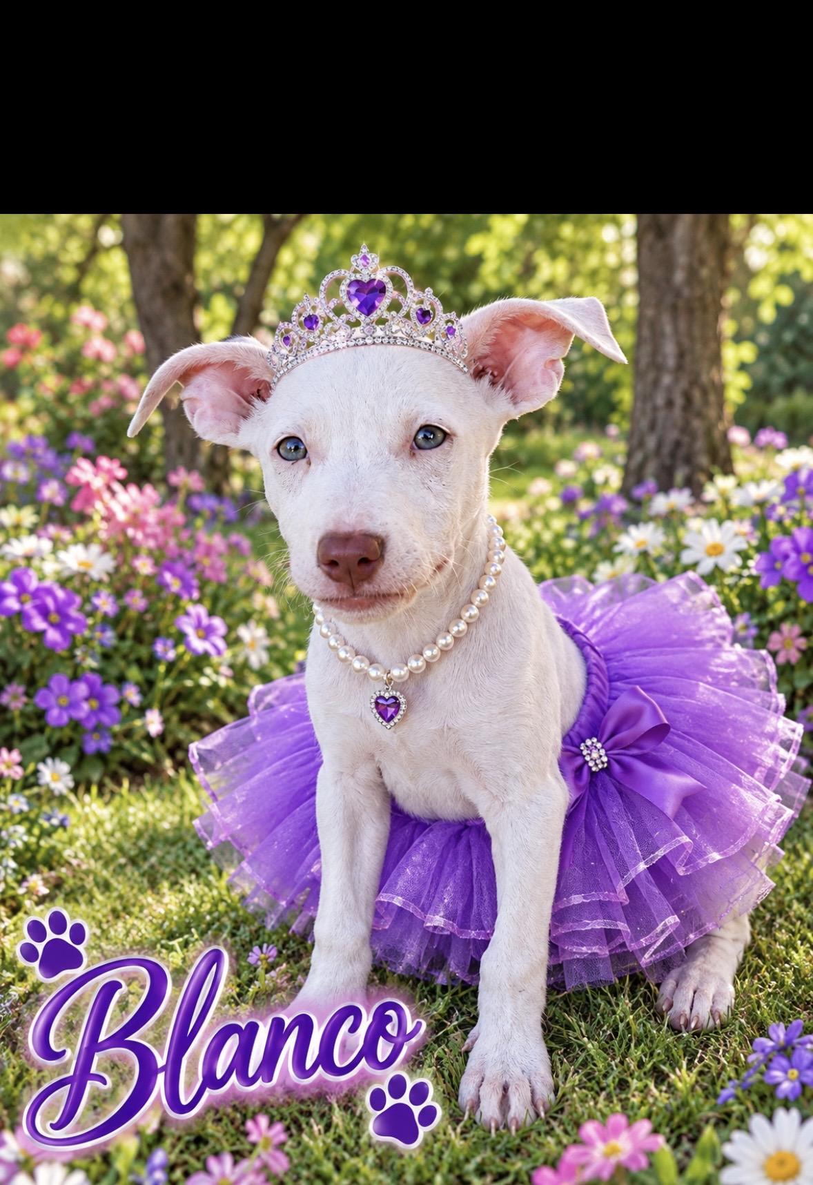 Enlarge Blanco, a Adopted mixed breed in seaside heights, NJ image 3/4