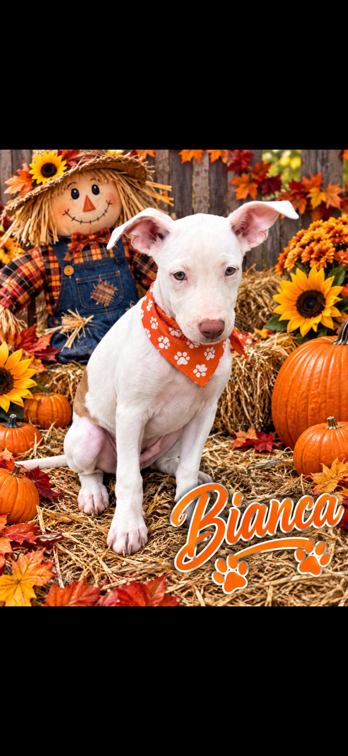 Blanco, Adopted, Puppy Female Pit Bull Terrier.
