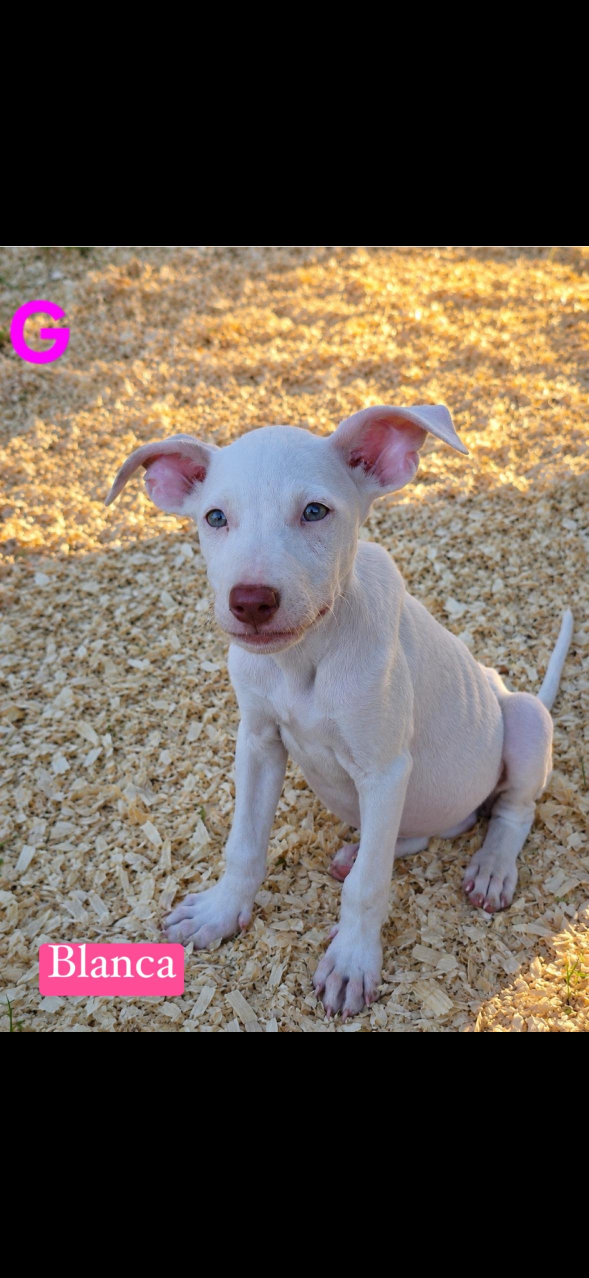 Enlarge Blanco, a Adopted mixed breed in seaside heights, NJ image 2/4
