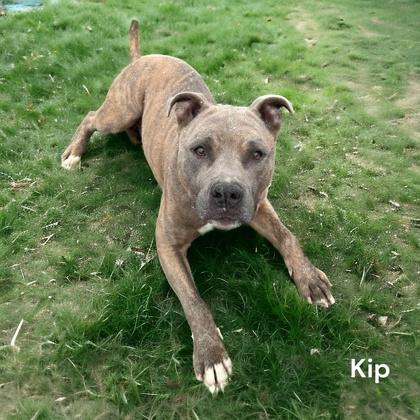 Kip, Adoptable, Adult Male American Staffordshire Terrier & Mixed Breed.