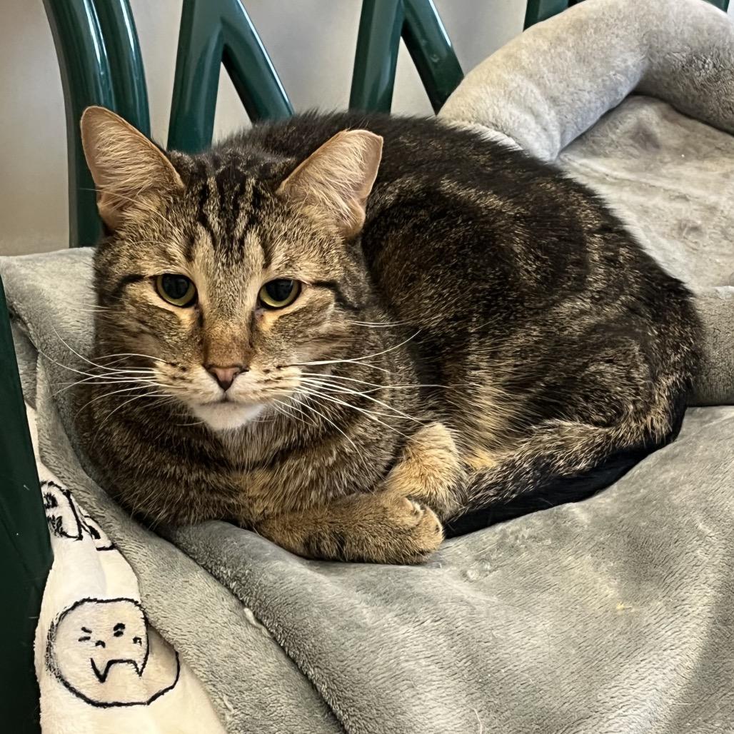 Minestrone, Adoptable, Adult Male Domestic Short Hair.