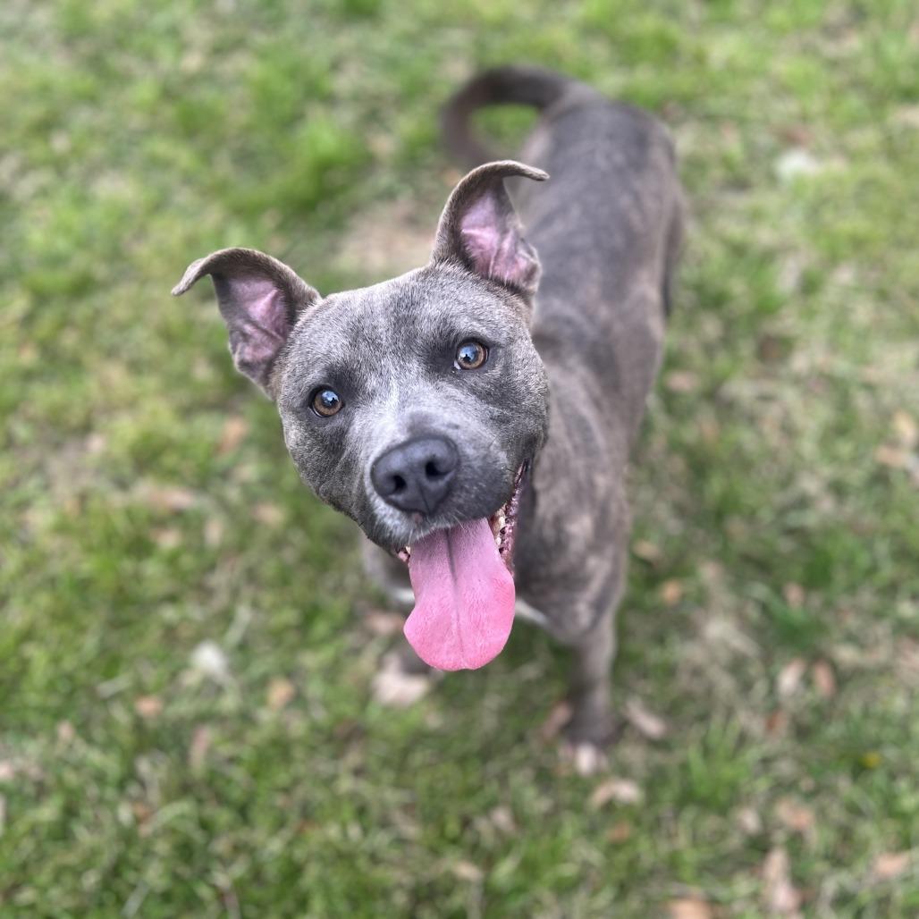 Calvin, a Adoptable Pit Bull Terrier in Wiggins, MS image 1/6