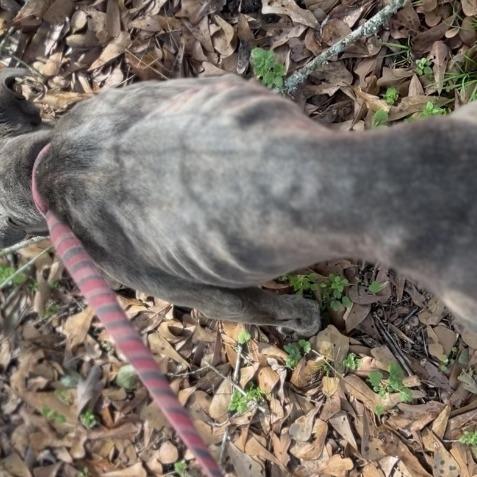 Enlarge Calvin, a Adoptable Pit Bull Terrier in Wiggins, MS image 2/6