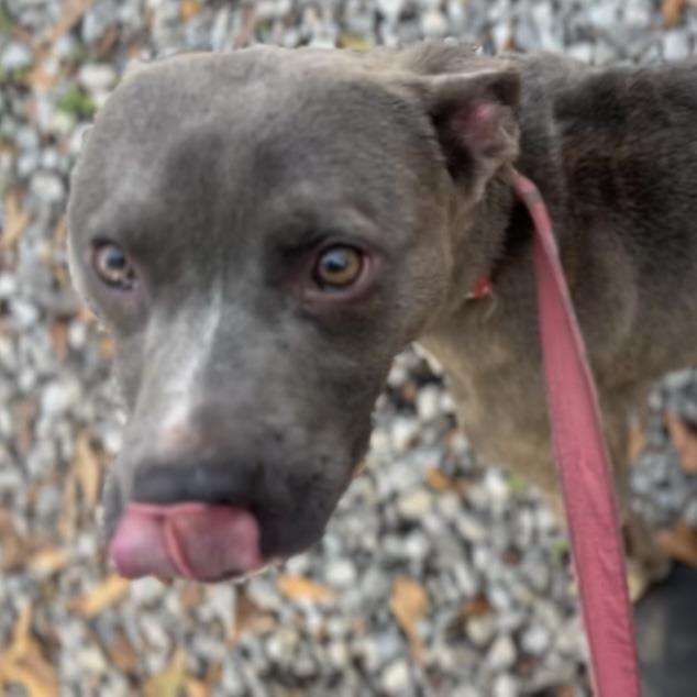 Enlarge Calvin, a Adoptable Pit Bull Terrier in Wiggins, MS image 3/6