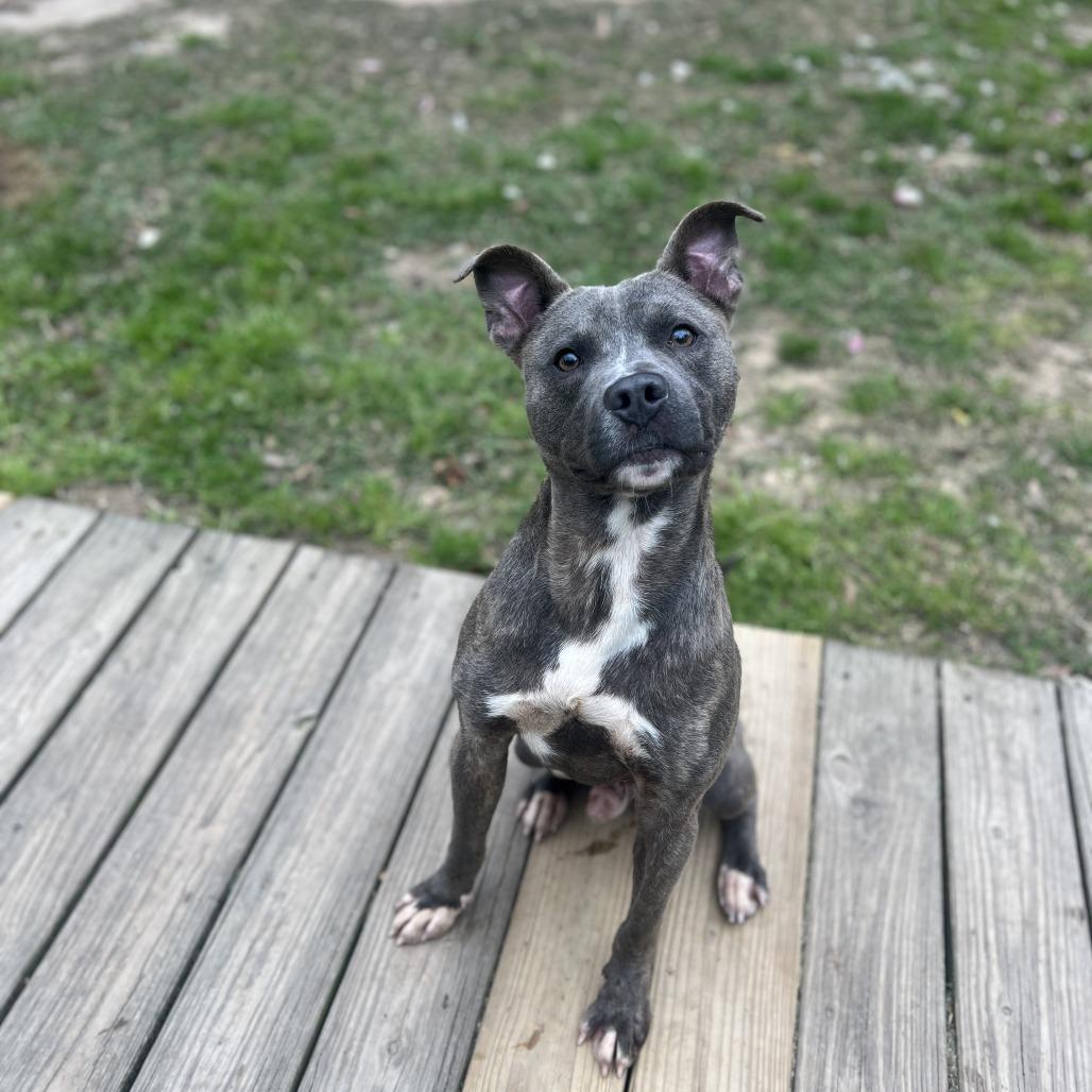 Calvin, a Adoptable Pit Bull Terrier in Wiggins, MS image 3/6