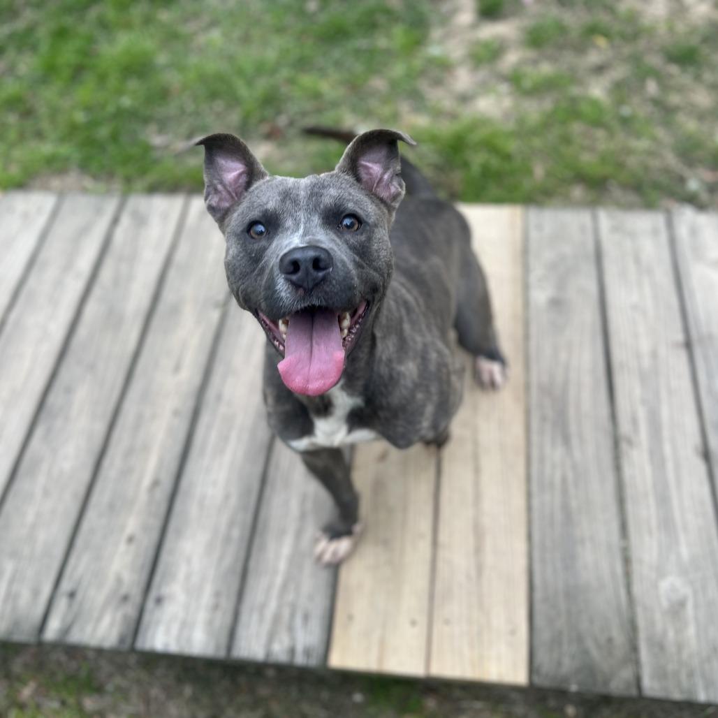 Enlarge Calvin, a Adoptable Pit Bull Terrier in Wiggins, MS image 5/6