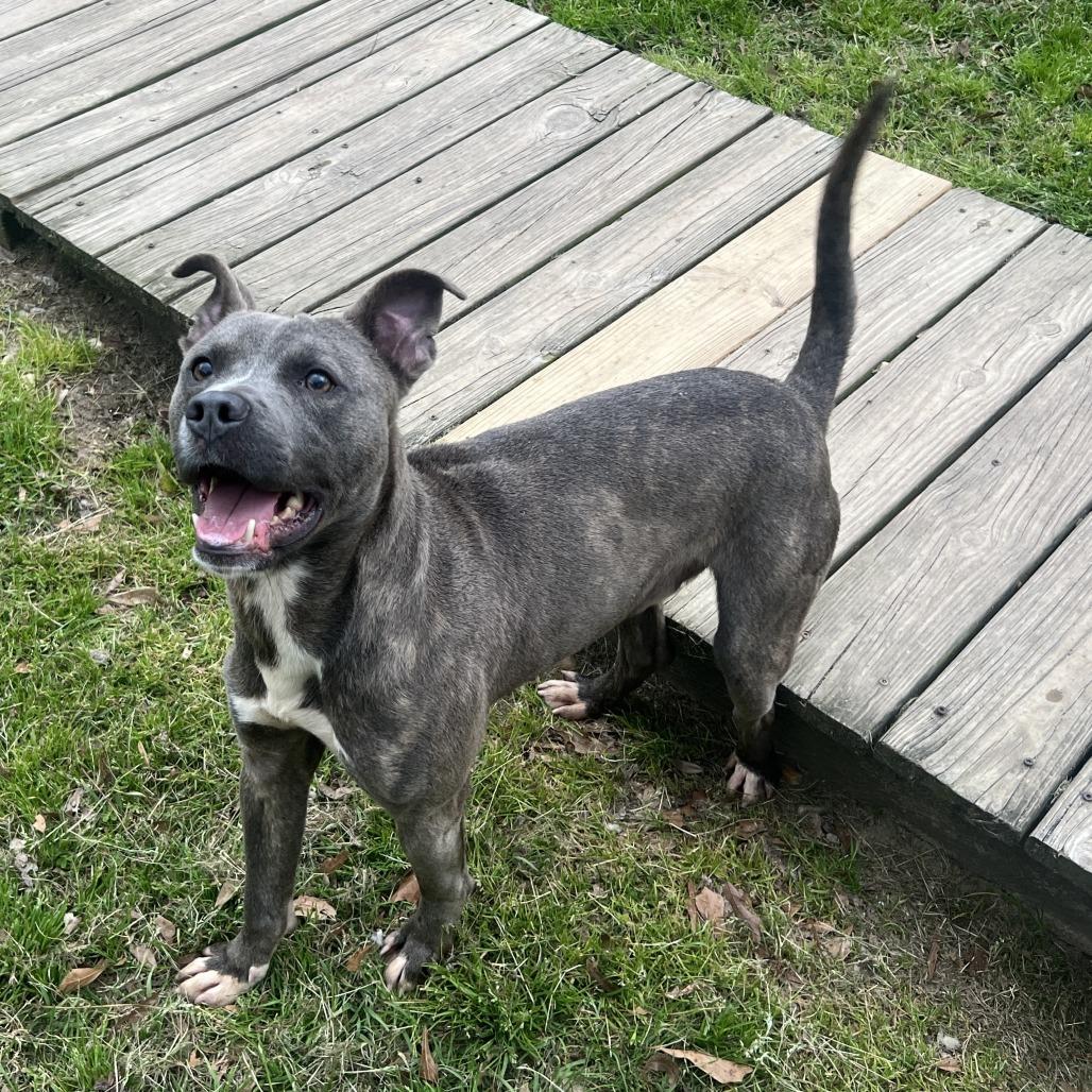 Calvin, a Adoptable Pit Bull Terrier in Wiggins, MS image 5/6