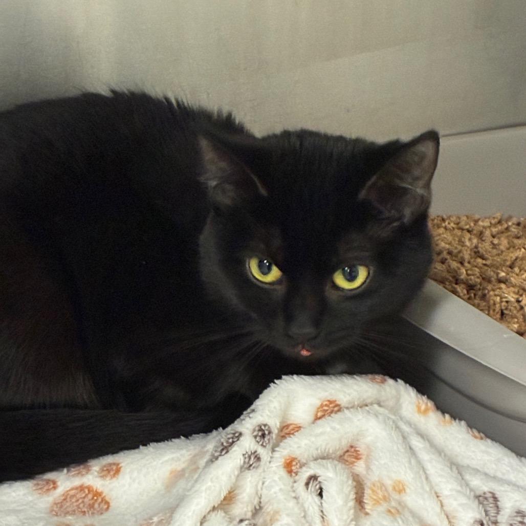 Mora, Adoptable, Young Female Domestic Short Hair.