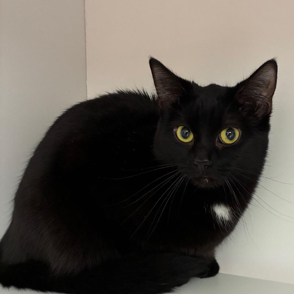 Enlarge Mora, a Adoptable Domestic Short Hair in Uniontown, PA image 2/2