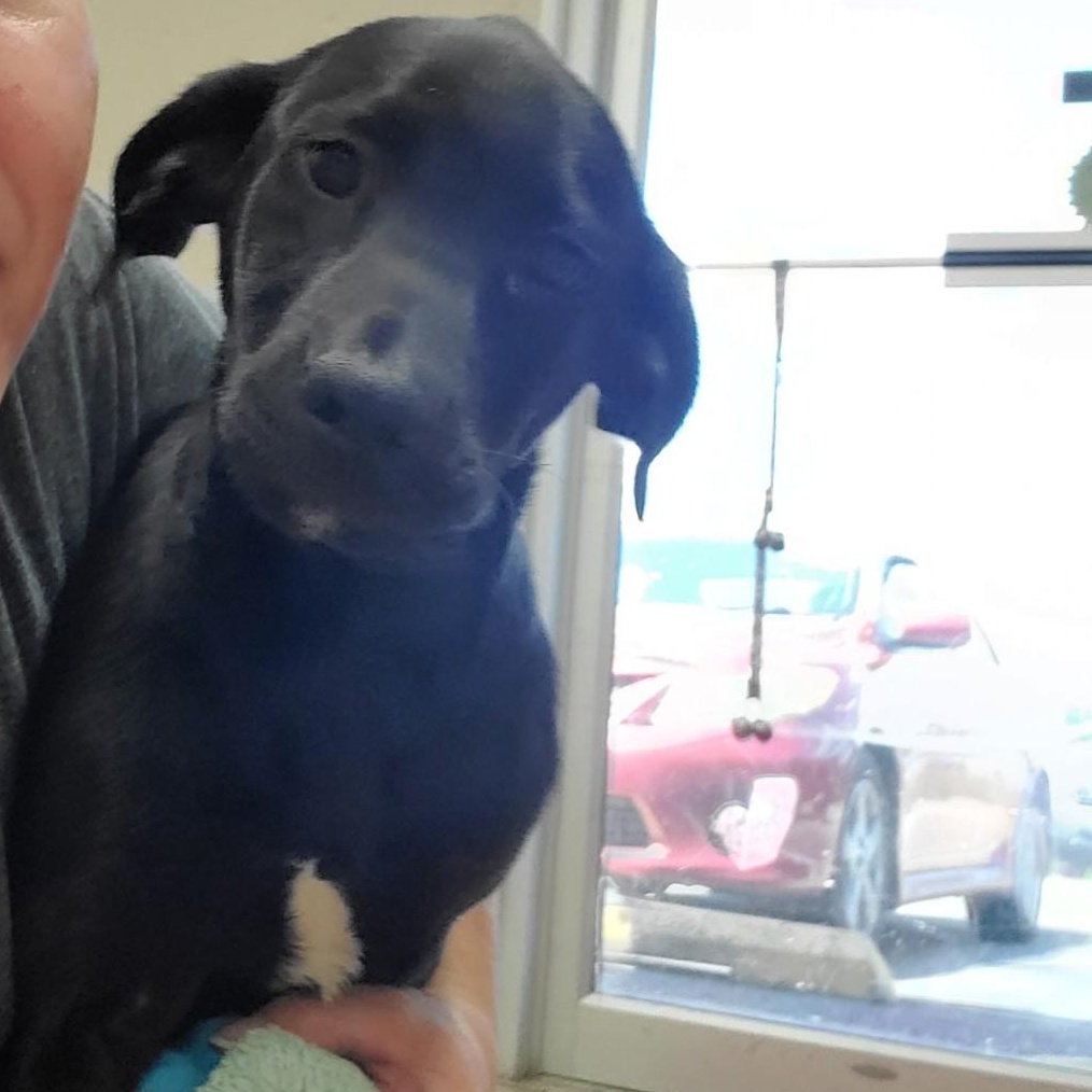 Enlarge Kendall, a ADOPTABLE mixed breed in Farmington, MO image 3/4