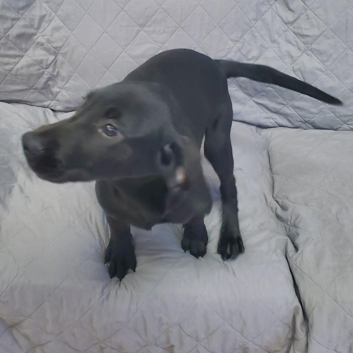 Enlarge Kendall, a ADOPTABLE mixed breed in Farmington, MO image 4/4