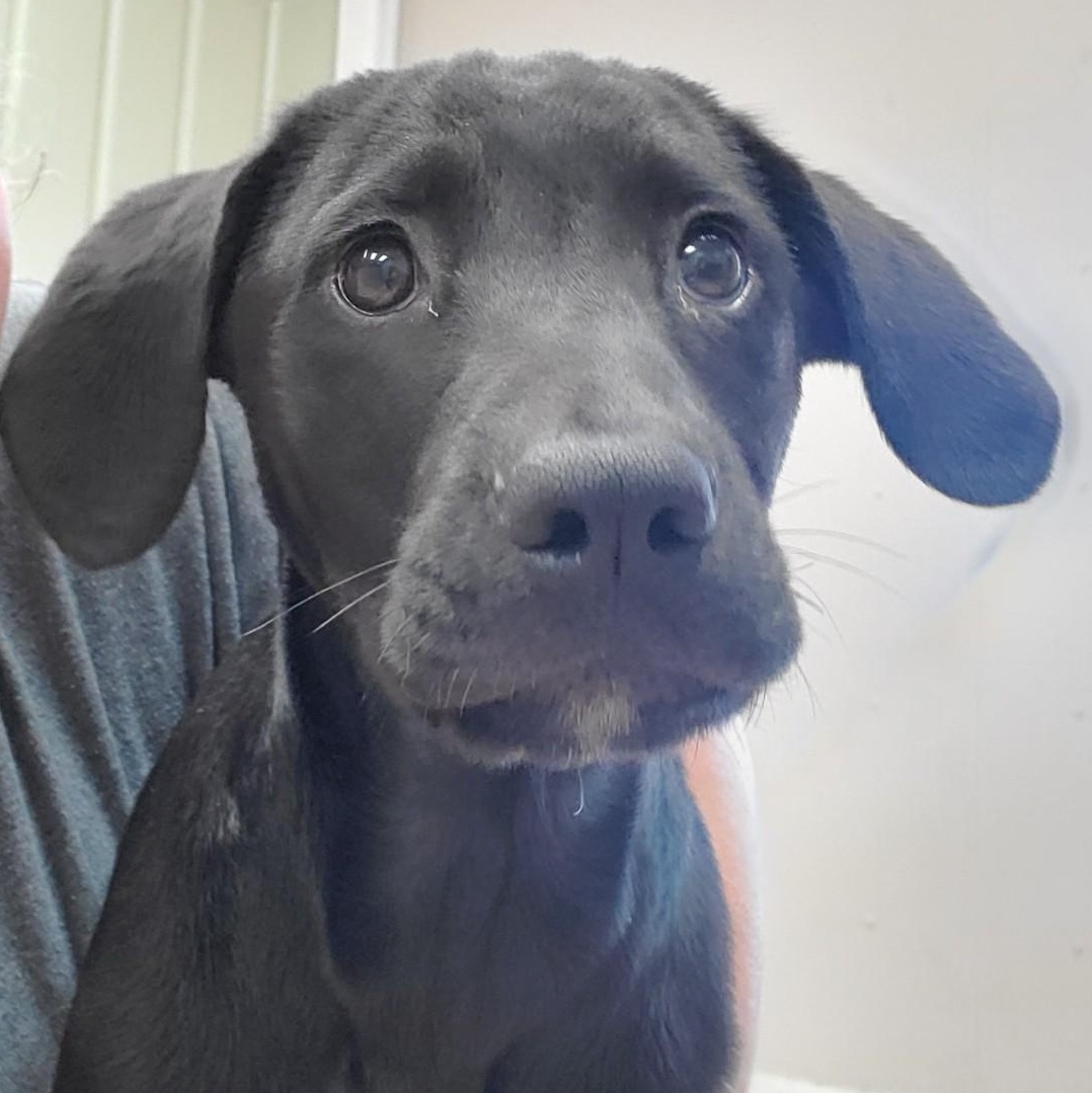 Enlarge Kendall, a ADOPTABLE mixed breed in Farmington, MO image 1/4