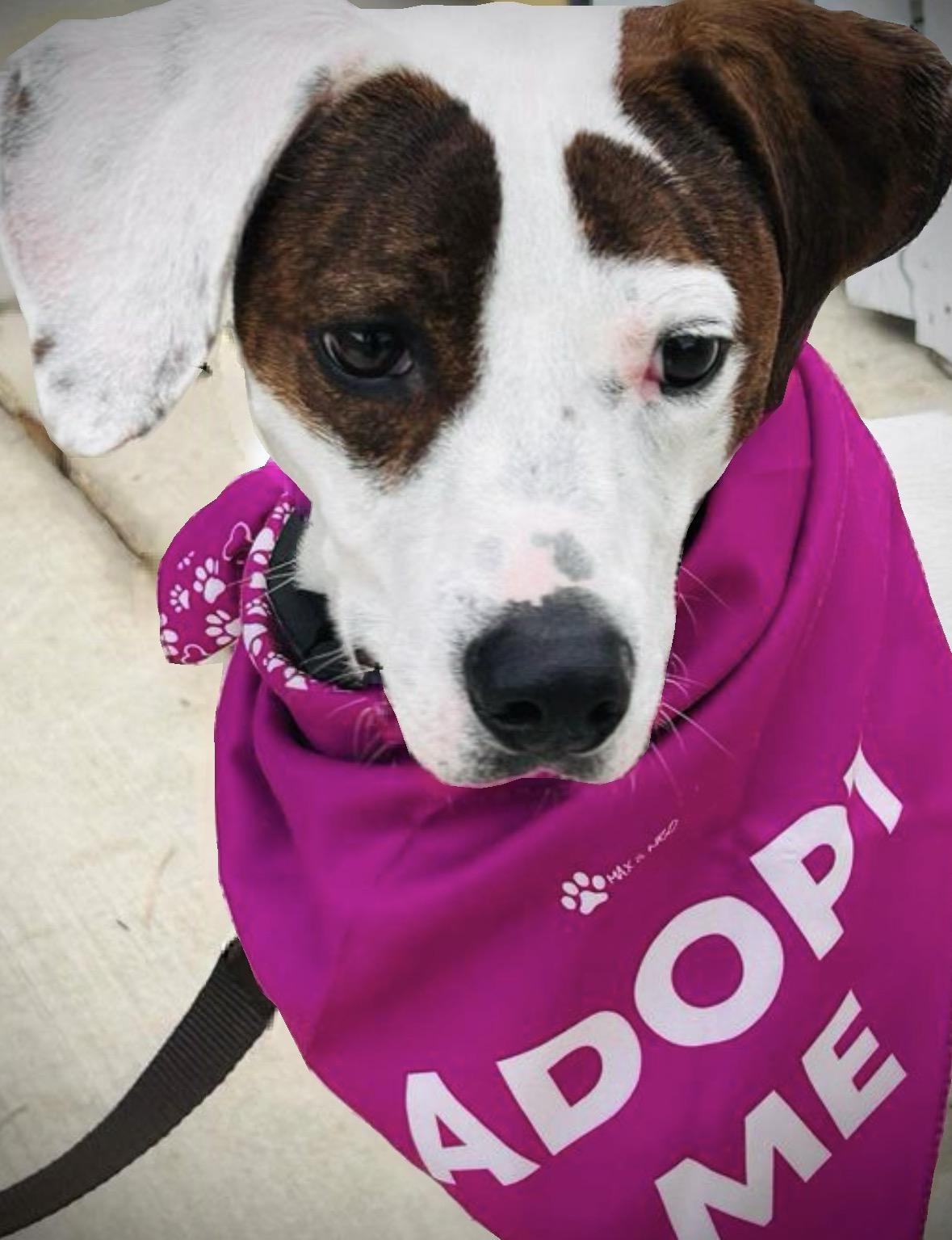 Sadie, a ADOPTABLE mixed breed in Alexandria, VA image 3/5