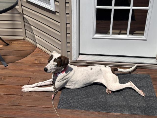 Sadie, a ADOPTABLE mixed breed in Alexandria, VA image 2/5