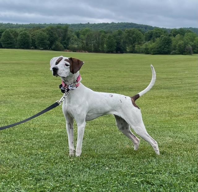 Sadie, ADOPTABLE, Young Female German Shorthaired Pointer & English Pointer.