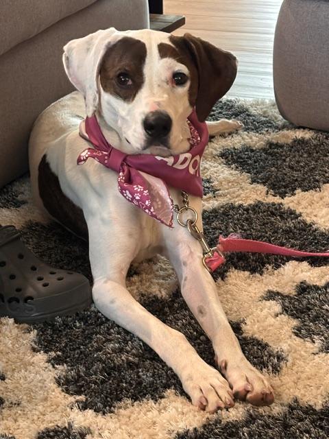 Sadie, a ADOPTABLE mixed breed in Alexandria, VA image 4/5