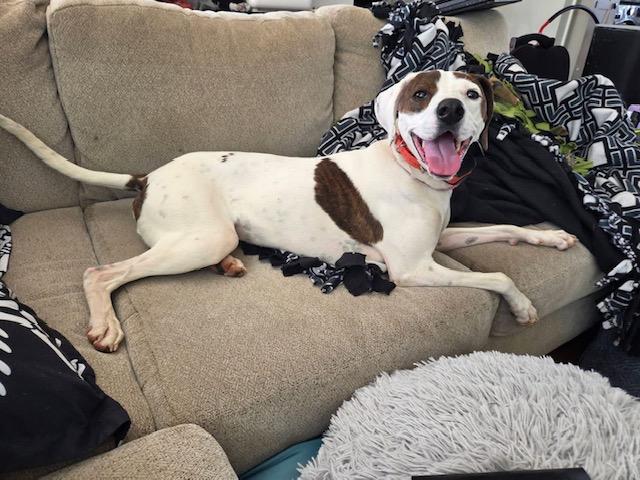 Sadie, a ADOPTABLE mixed breed in Alexandria, VA image 5/5