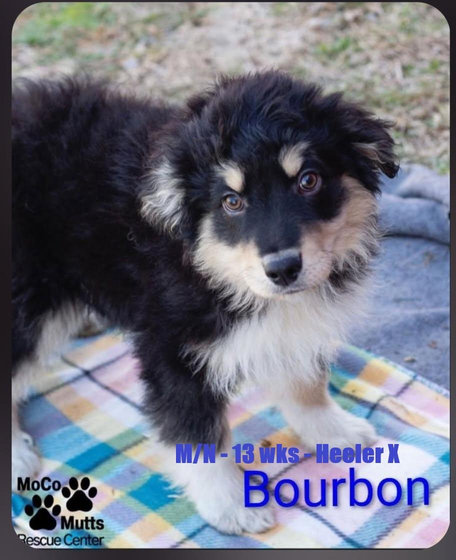 Enlarge Bourbon - arriving 2/21/26 , a Adoptable mixed breed in Chardon, OH image 1/1
