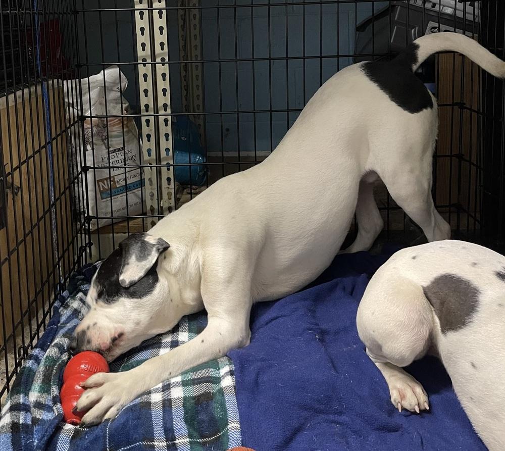 Enlarge Cola, a Adoptable mixed breed in Germantown, OH image 1/6