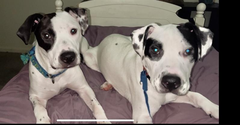 Enlarge Cola, a Adoptable mixed breed in Germantown, OH image 2/6