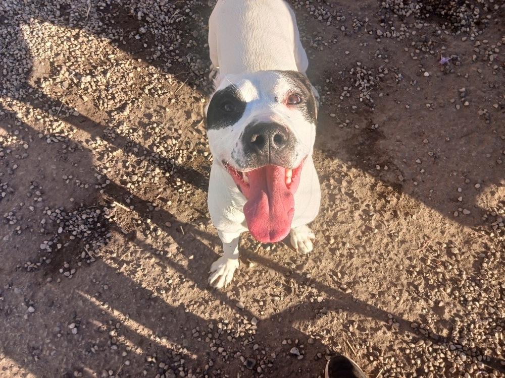 Enlarge Cola, a Adoptable mixed breed in Germantown, OH image 3/6