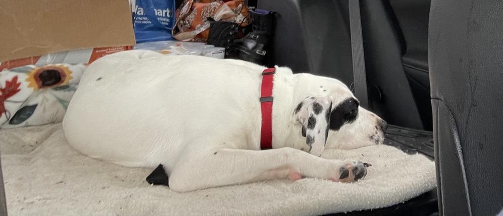 Enlarge Cola, a Adoptable mixed breed in Germantown, OH image 5/6