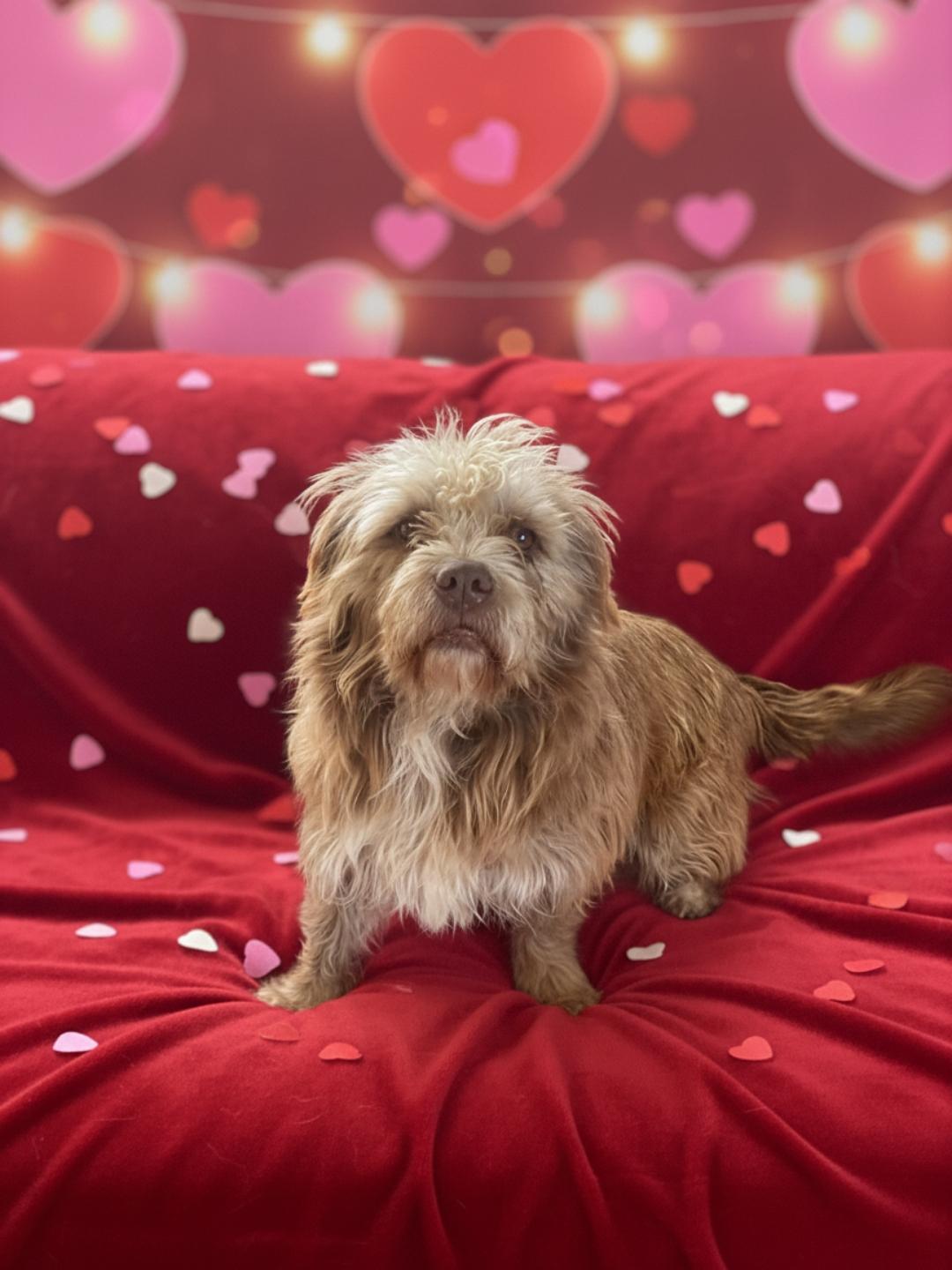 Lucy, ADOPTABLE, Adult Female Cairn Terrier & Labradoodle.
