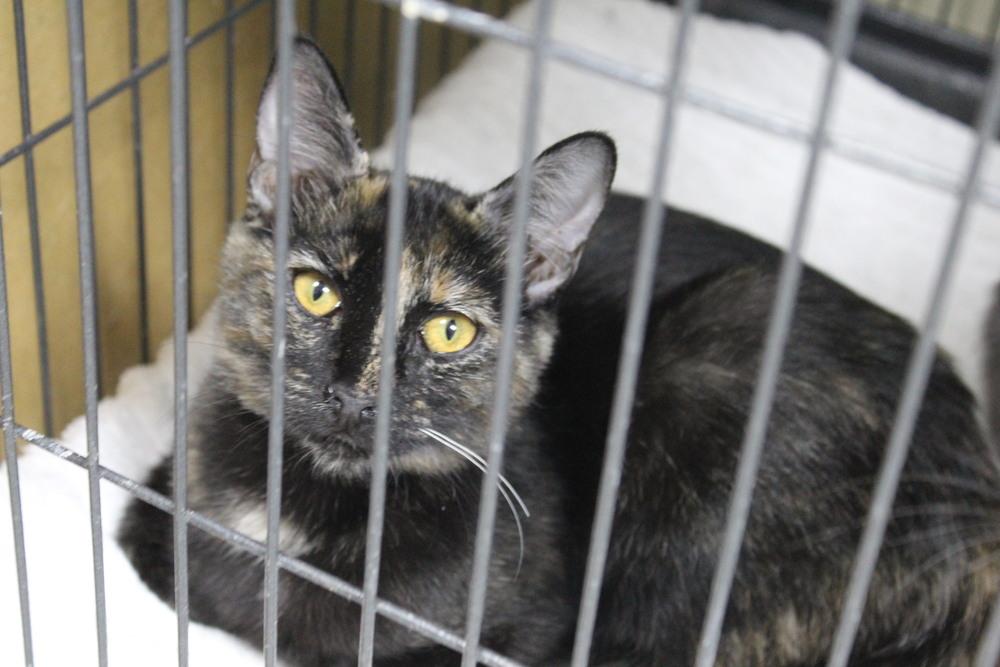 Anchovie, Adoptable, Kitten Female Domestic Short Hair.