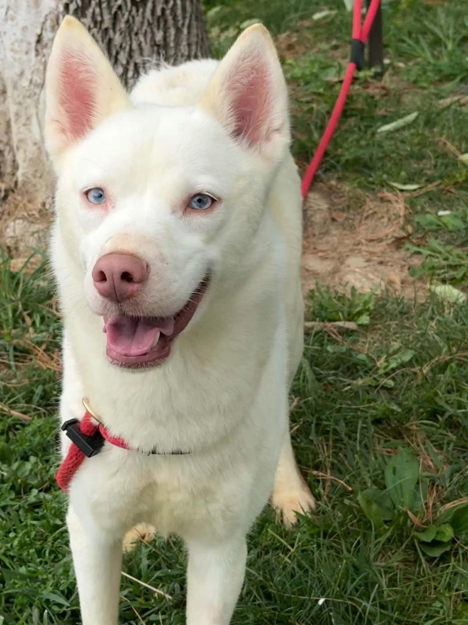 Freya, an adopted mixed breed in Springfield, IL image 2/4