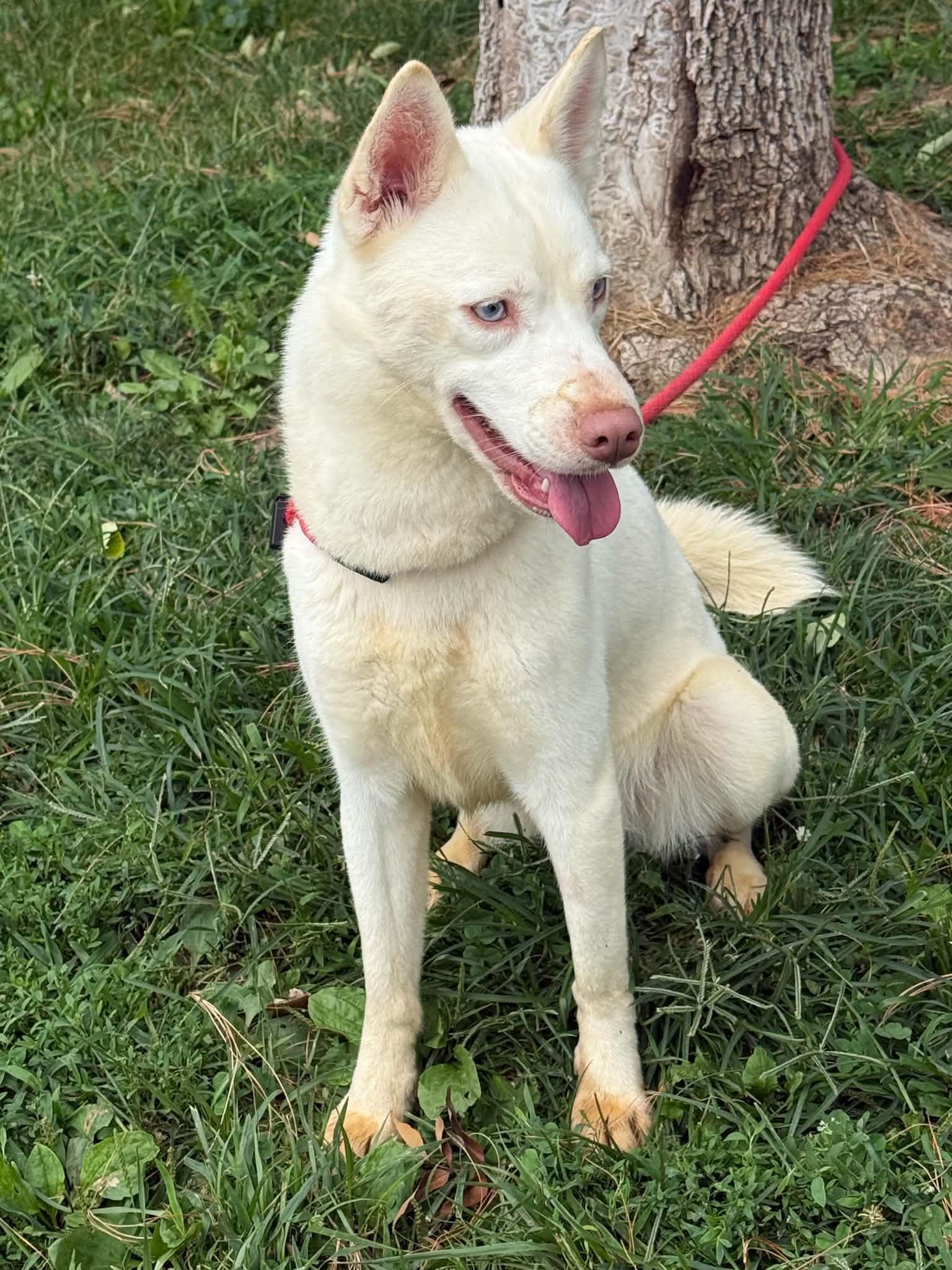 Freya, an adopted mixed breed in Springfield, IL image 3/4
