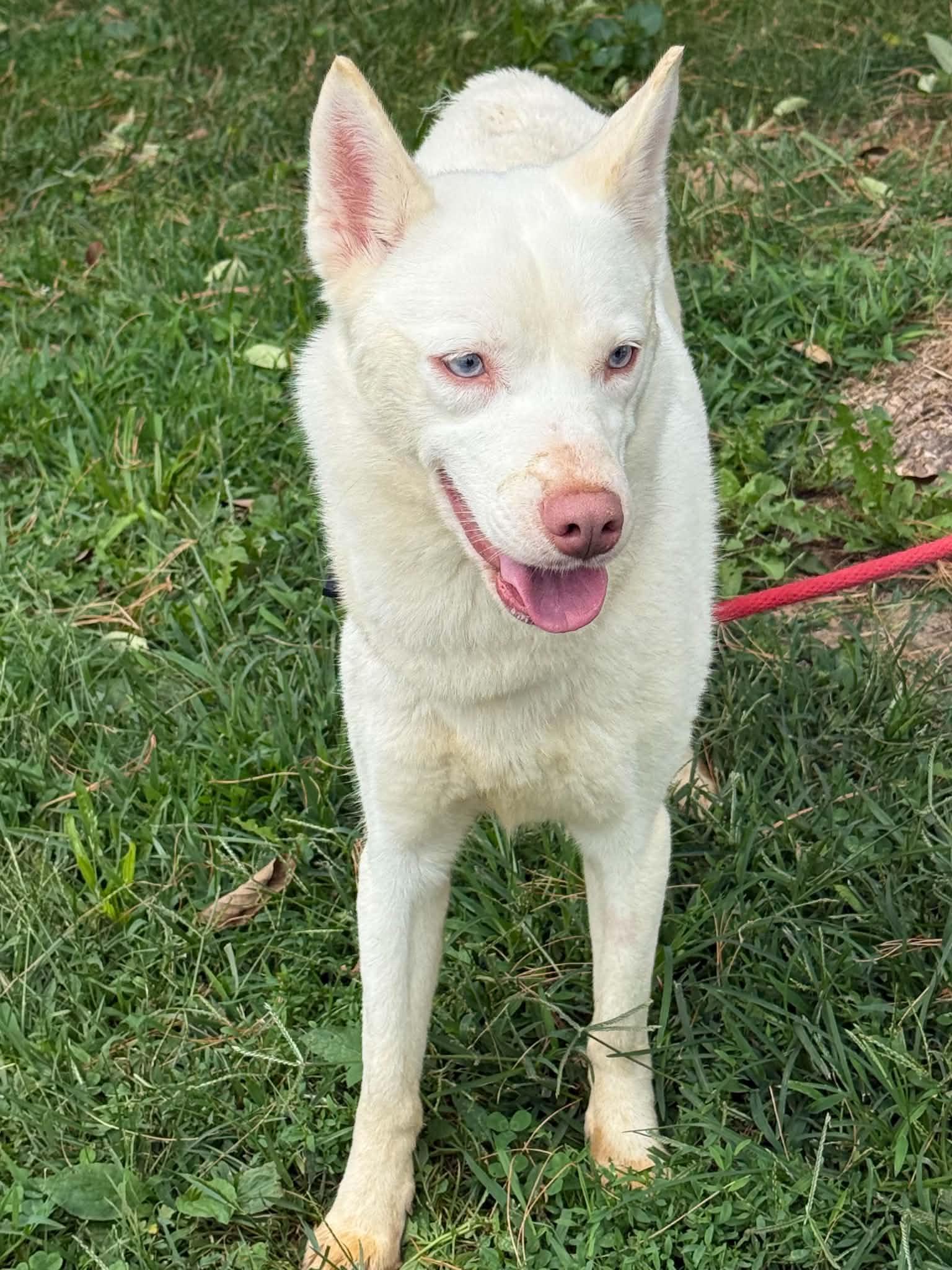 Freya, an adopted mixed breed in Springfield, IL image 4/4