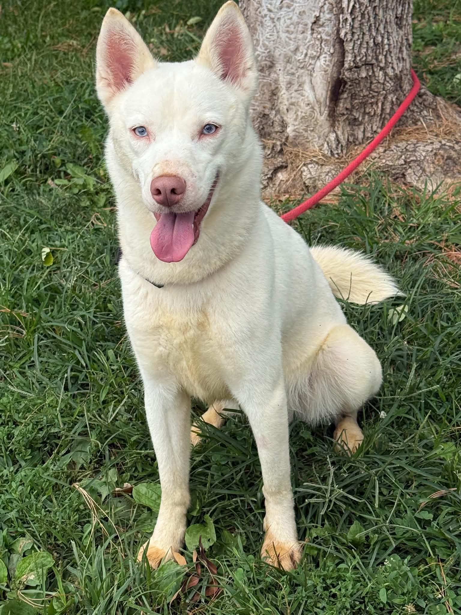 Freya, adopted, Adult Female Husky & Shiba Inu.