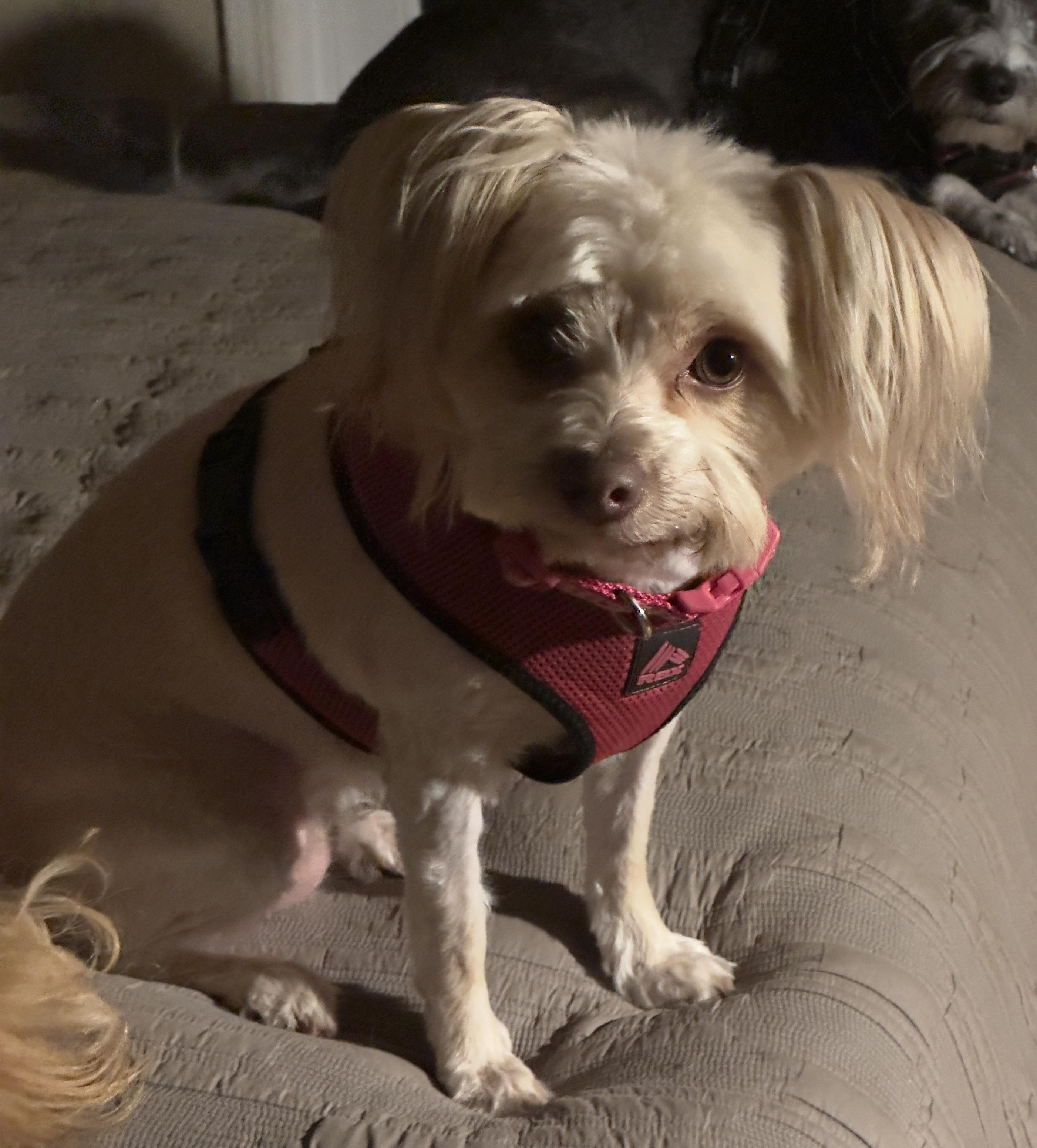 LITTLE MAMA, Adopted, Young Female Maltipoo.