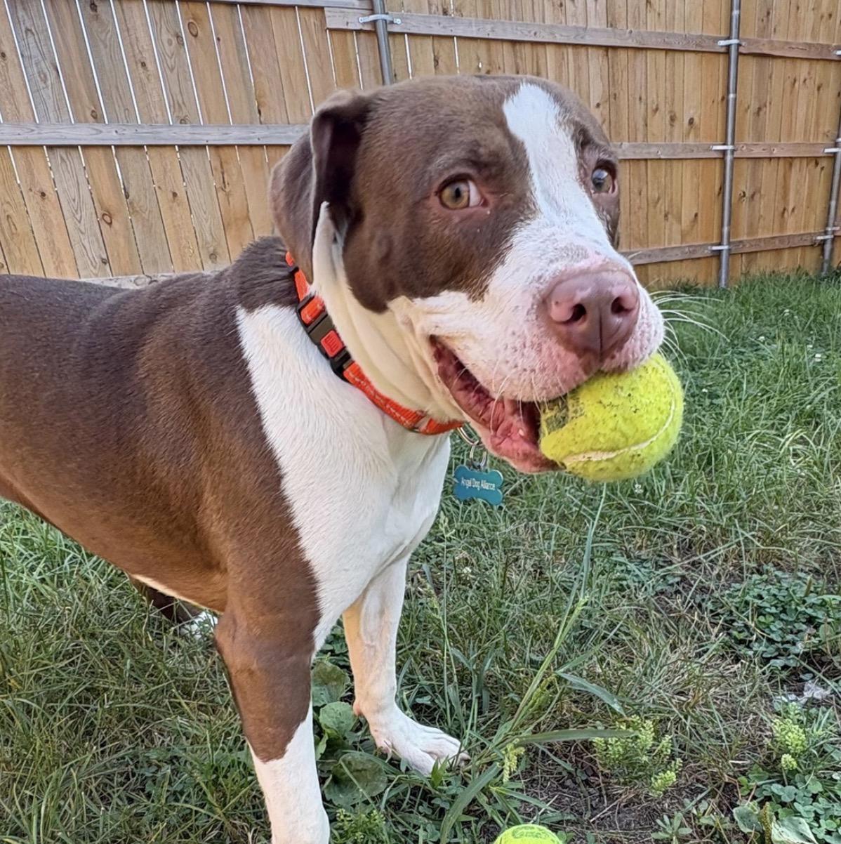Enlarge Ella (Periwinkle), a Adoptable Pit Bull Terrier in Naperville, IL image 6/6