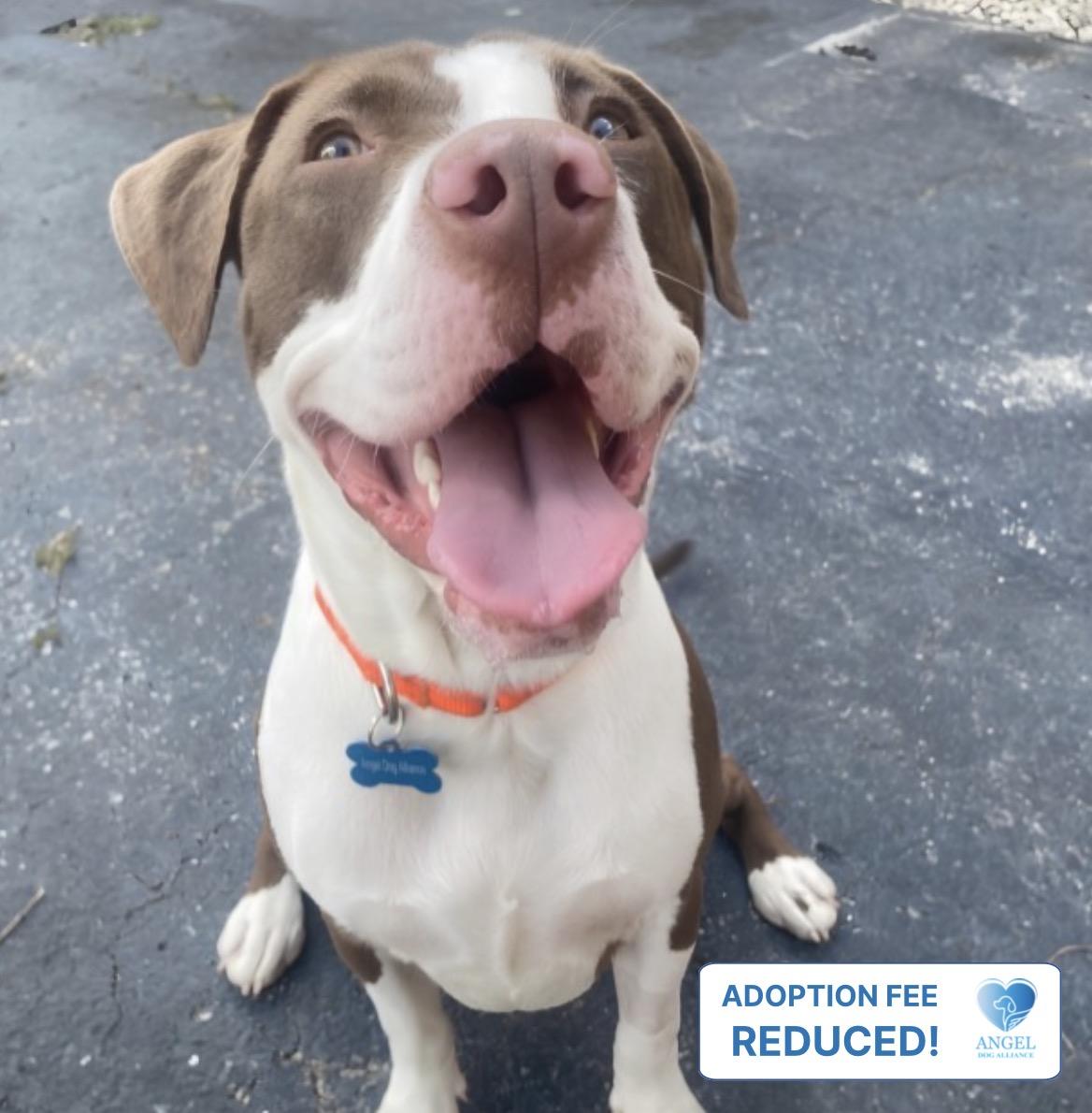 Enlarge Ella (Periwinkle), a Adoptable Pit Bull Terrier in Naperville, IL image 4/6