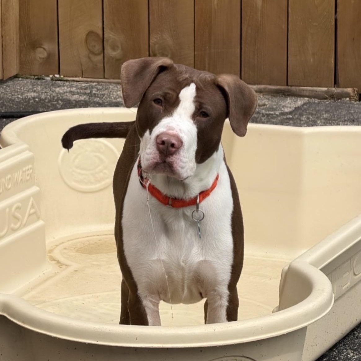 Enlarge Ella (Periwinkle), a Adoptable Pit Bull Terrier in Naperville, IL image 5/6