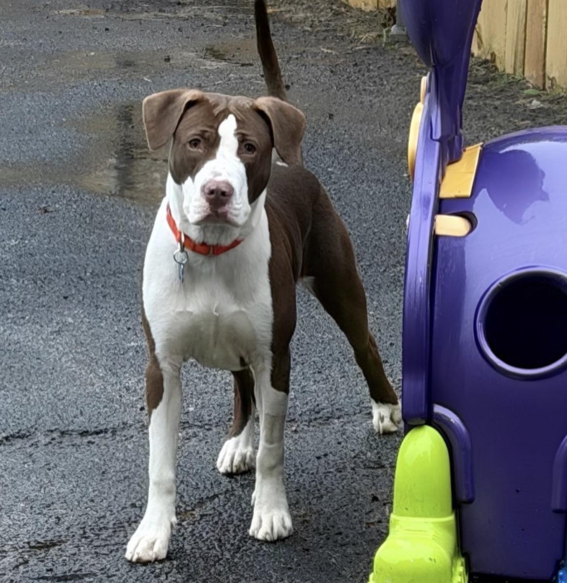 Enlarge Ella (Periwinkle), a Adoptable Pit Bull Terrier in Naperville, IL image 2/6