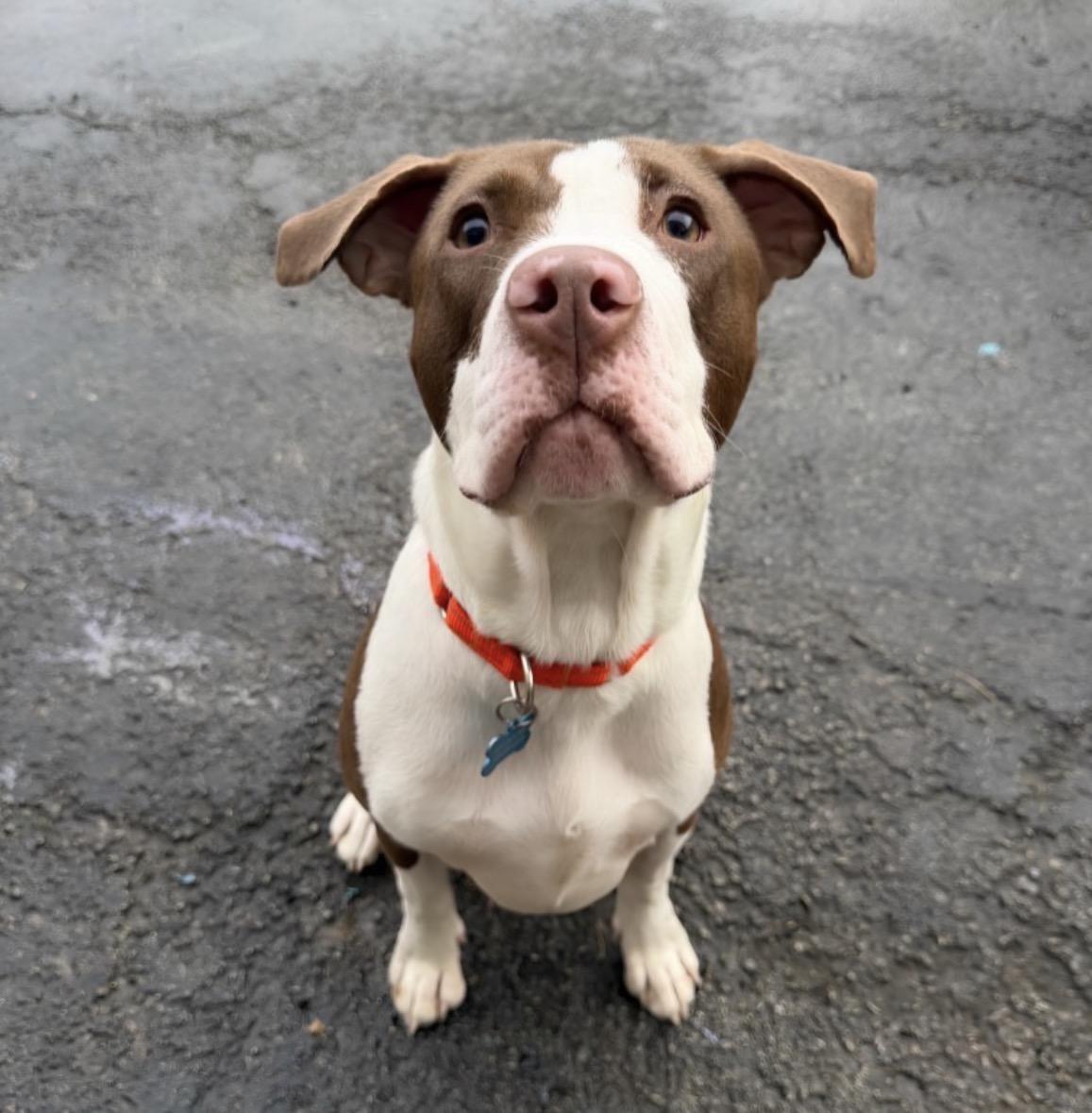 Enlarge Ella (Periwinkle), a Adoptable Pit Bull Terrier in Naperville, IL image 3/6