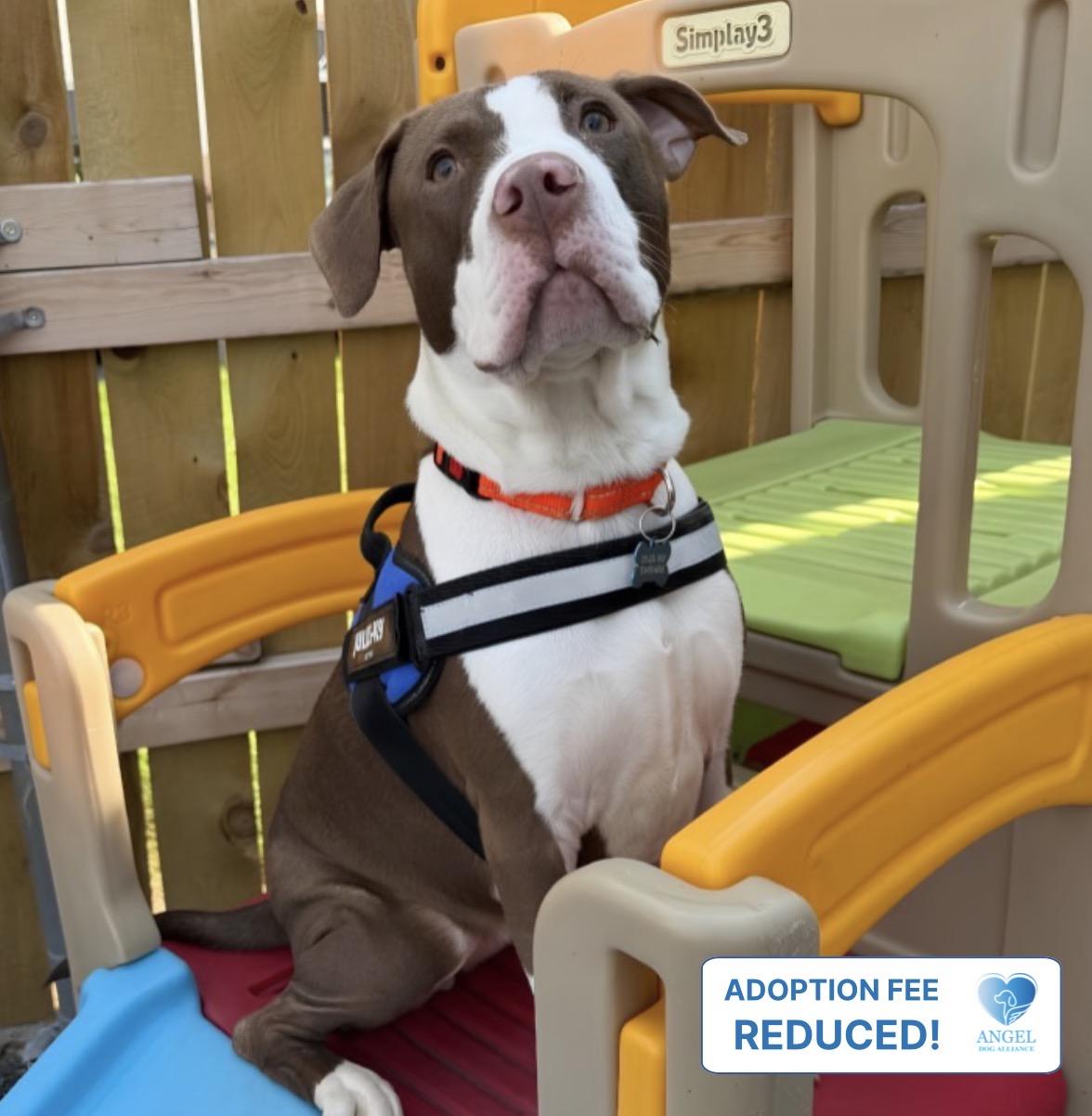 Enlarge Ella (Periwinkle), a Adoptable Pit Bull Terrier in Naperville, IL image 1/6