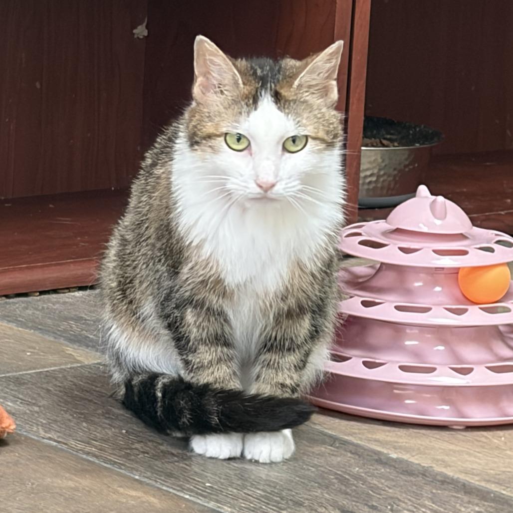Wheat, Adoptable, Young Female Domestic Short Hair.