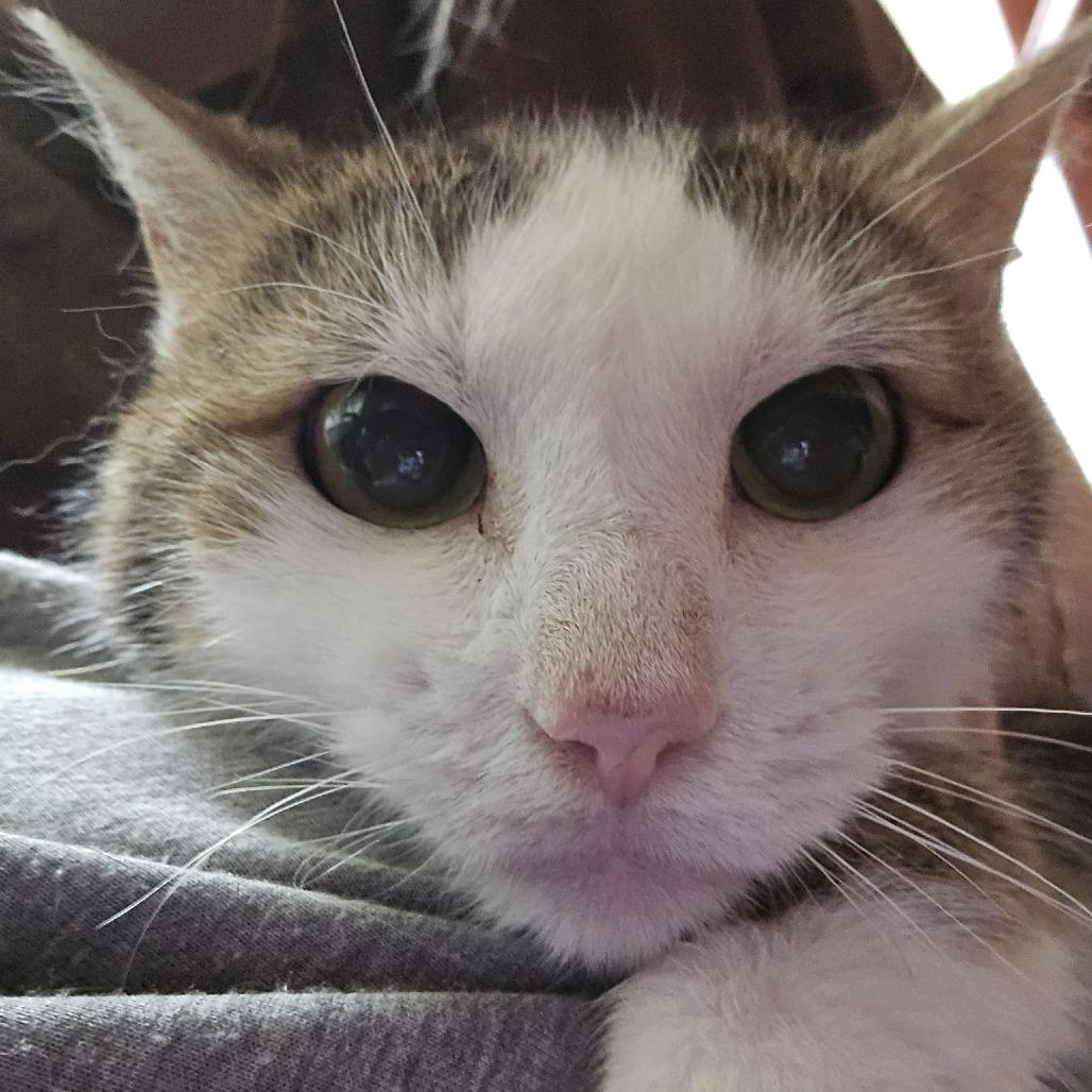 Wheat, a Adoptable Domestic Short Hair in Normal, IL image 3/6