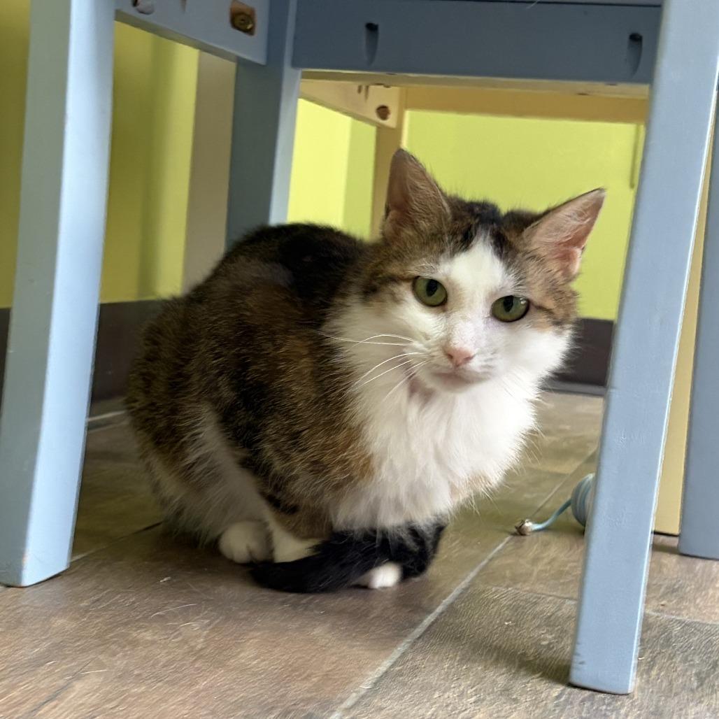 Wheat, a Adoptable Domestic Short Hair in Normal, IL image 4/6
