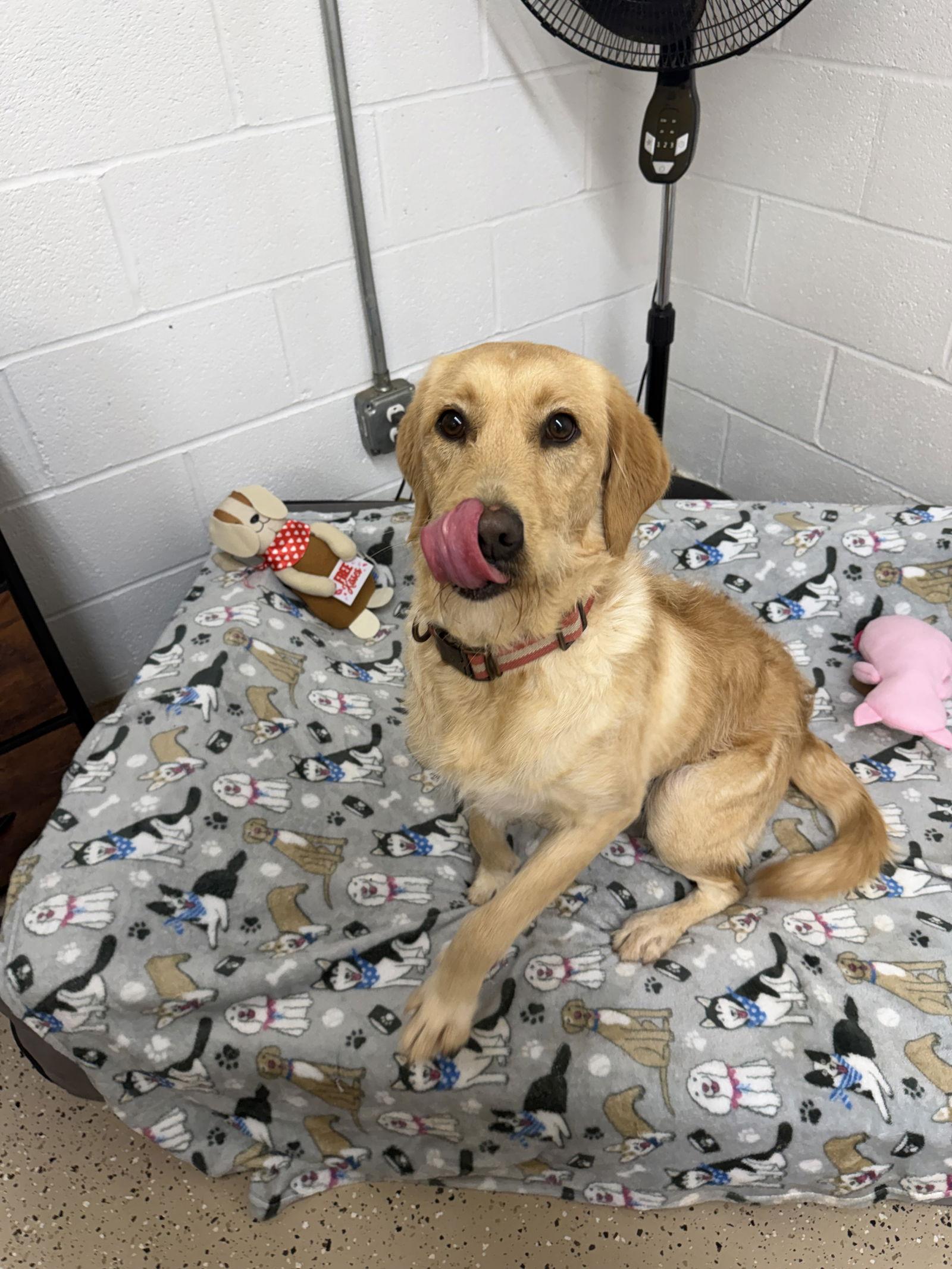 Trixy, Adoptable, Young Female Wire Fox Terrier & Labrador Retriever.